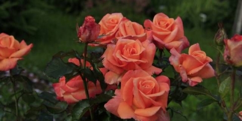 Kako pokriti hibridne čajne ruže za zimu